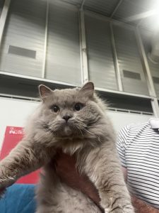 Un total de 150 gatos de 32 razas participarán en la XVIII Exposición Felina de Ficoba, en Irun (Gipuzkoa)