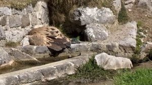 El Principado activa el protocolo de venenos tras hallar muertos a un lobo en proaza y a un buitre en Cabrales
