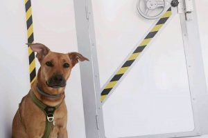  Cronologic, el escape room de Barcelona dogfriendly, finalista de los premios TravelGuau