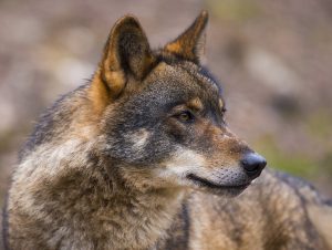Ocho peticiones reúnen 4.100 firmas para volver a proteger al lobo tras permitirse su caza al norte del Duero