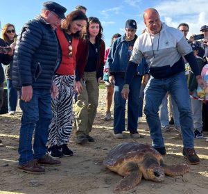 La Junta libera dos tortugas marinas en la playa de la Jara de Sanlúcar de Barrameda