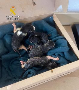 Investigada una vecina de Barbastro por un delito de maltrato animal al abandonar cinco gatos en un contenedor