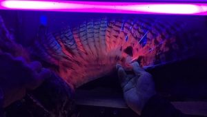 Descubren que las plumas de búho chico son fluorescentes