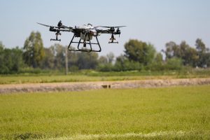 Hallan larvas transmisoras del Virus del Nilo en un 30% de los 158 controles hechos en el Bajo Guadalquivir