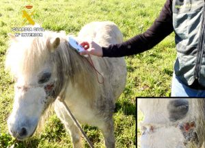 Investigada por arrastrar con un vehículo durante ocho kilómetros a dos cachorros de perro, que murieron y a un hombre por maltrato a un pony.