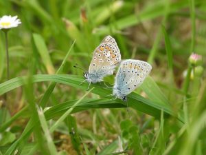 Escasean los expertos para estudiar la diversidad de insectos en España, según la URJC