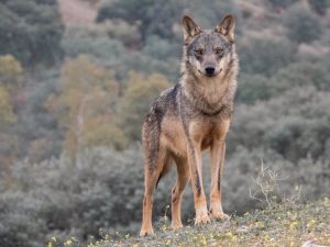 WWF exige a Asturias y Cantabria que retiren sus planes para matar lobos