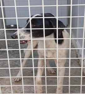 Melilla reporta un segundo caso de rabia en perro detectado en la frontera con Marruecos