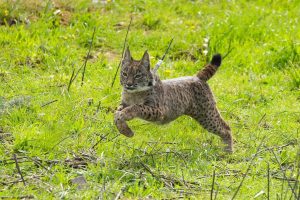 Lince, oso pardo, águila, halcón, delfín, orca o nutria: los otros carnívoros protegidos por el LESPRE, además del lobo