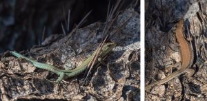 El color aparente de las lagartijas mediterráneas cambia con la luz y el punto de vista, según una investigación