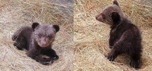 Rescatada en Teverga (Asturias) una osezna de tres meses tras fracasar varios intentos de reencuentro con su madre