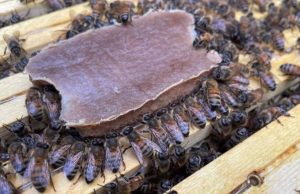 Un nuevo alimento sintético permite criar abejas sin polen