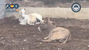 Dos detenidos acusados de maltrato animal a un caballo y un burro en la partida de Matola en Elche