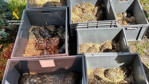 Investigan a un hombre por tener 65 tortugas terrestres protegidas en una finca de San Mateo (Gran Canaria)