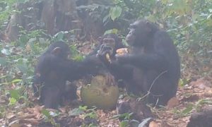 Chimpancés salvajes filmados compartiendo fruta con alcohol