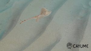 Un estudio trata de identificar los espacios de cría del tiburón, la raya, la musola y la tembladera en Baleares