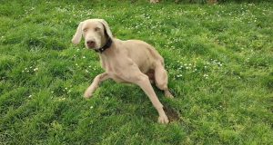 Elkarrekin Podemos pide modificar el reglamento de transporte de animales de compañía en Gipuzkoa