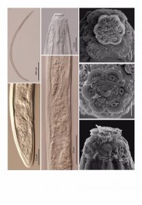  Zoólogos de la UJA descubren una nueva especie de nematodo en el marco del proyecto Soil O-Live