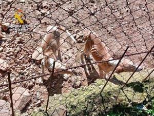 Investigado por un delito de maltrato animal en una finca de Cañamero, de la que se han rescatado a 66 perros