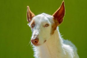 El desfile de perros que buscan hogar regresa en una edición especial con animales rescatados en la dana
