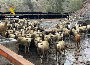 Desmantelado un grupo delictivo que sustraía ganado ovino en municipios de la comarca de Cartagena (Murcia)