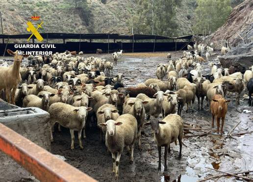 Desmantelado un grupo delictivo que sustraía ganado ovino en municipios de la comarca de Cartagena (Murcia)