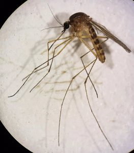 Un estudio describe la evolución genética y los nuevos linajes del Virus del Nilo Occidental