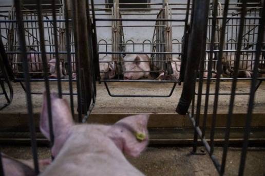 Igualdad Animal critica que la figura del veterinario de explotación se convierta voluntaria