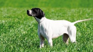 El Colegio de Veterinarios acuerda con el Ayuntamiento mantener la gestión del Registro de Animales