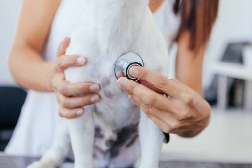 Una escala para medir el esfuerzo respiratorio percibido en perros: la escala DeChant