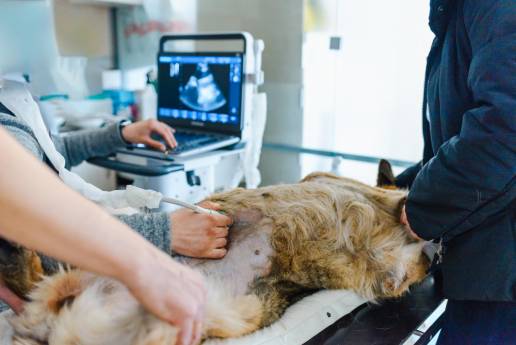 Caso clínico: Hallazgos clínicos e histopatológicos de la vesícula biliar de porcelana en un perro