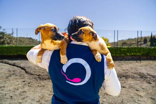 La clonación animal, una práctica aprobada por la Unión Europea y el Vaticano