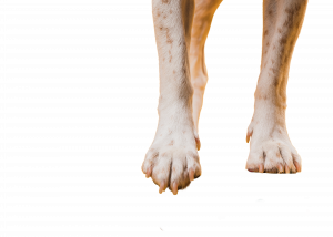 Investigan el ataque de una perra a una joven de Erasmus en Ourense