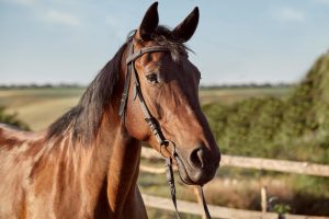¿Qué sienten los caballos? Científicos mapean sus expresiones faciales