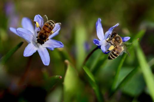 Abejas silvestres: las grandes desconocidas que sostienen la vida