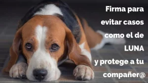 Firma para evitar casos como el de LUNA y proteger a los animales