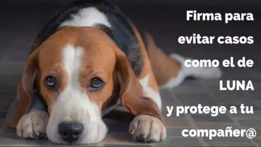 Firma para evitar casos como el de LUNA y proteger a los animales
