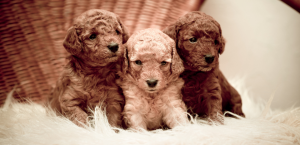 La Real Sociedad Canina premiará al SEPRONA y a la Policía Nacional por su labor en la lucha contra los pedigrís falsos