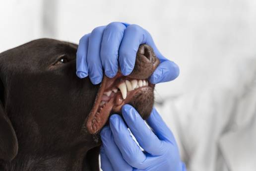 Una serie de casos y revisión de la osteonecrosis idiopática canina de la mandíbula