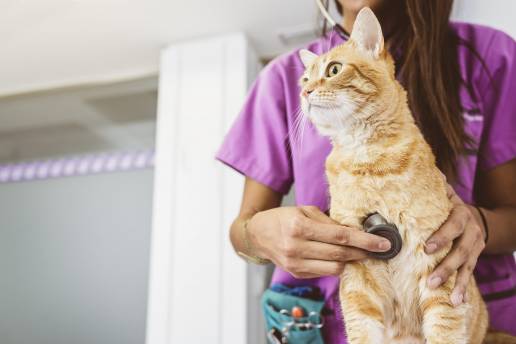 Miocardiopatía restrictiva transitoria en gatos: primera serie de casos reportada