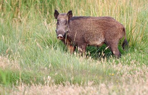 Una familia de jabalíes se pasea por la zona de Bola de Oro y carretera de la Sierra