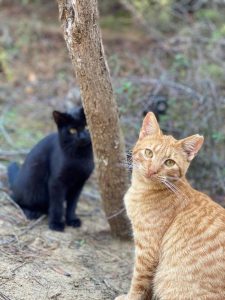 Derechos Sociales lanza el certamen fotográfico 'Amigos de los animales' sobre colonias felinas, dotado con 5.000 euros