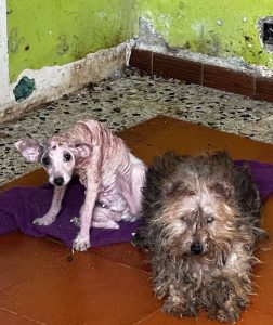  Denuncian a un hombre en Algeciras que abandonó a dos perros en una casa entre basura, sin alimento ni agua