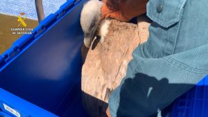 Rescatado un buitre leonado atrapado en una piscina vacía en Ibi