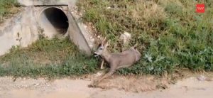 Agentes Forestales rescatan un corzo herido en Belmonte de Tajo