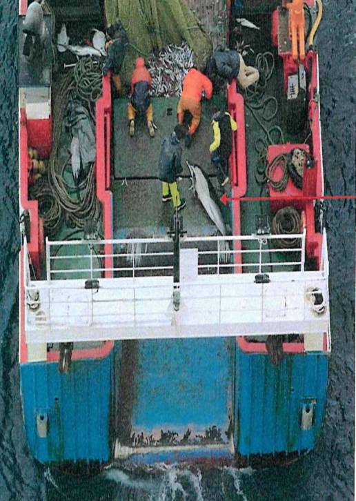 Denunciado el patrón de un arrastrero gallego por capturar 18 delfines y cuatro ejemplares de pez espada