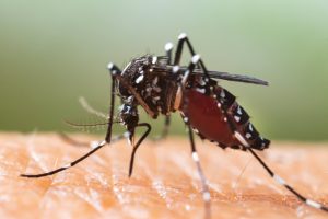 Experto alerta de que la proliferación de mosquitos este año será especialmente intensa por a las abundantes lluvias