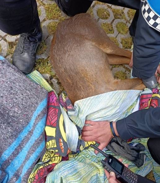 Un corzo recorre al menos 1,5 kilómetros por calles de Valladolid hasta golpearse con un coche y ser trasladado al CRAS
