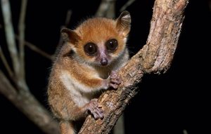 Alerta de extinción para las especies de primates más amenazadas