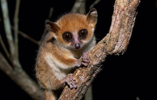 Alerta de extinción para las especies de primates más amenazadas